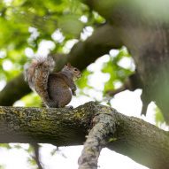 A photo of a squirrel in Hyde Park outside of Tomas Saraceno's exhibition at the Serpentine gallery